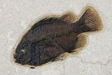 Framed Fossil Fish (Cockerellites) - Wyoming #177301-1